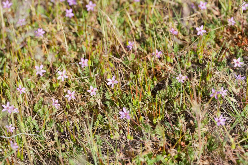 Photo from 2026 Boise Spring album - Image 63