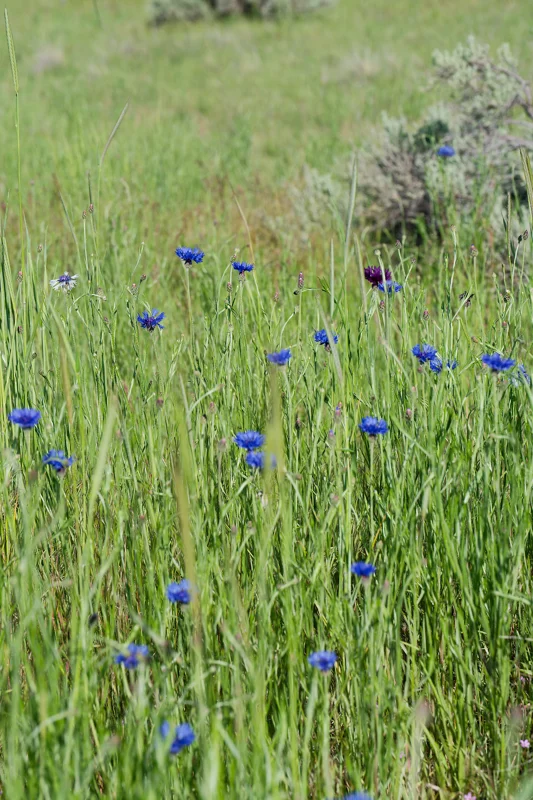 Photo from 2026 Boise Spring album - Image 64