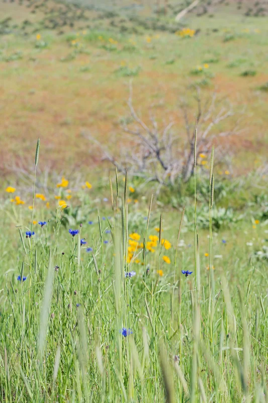 Photo from 2026 Boise Spring album - Image 67