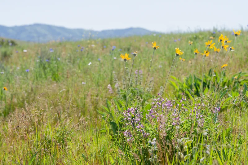 Photo from 2026 Boise Spring album - Image 68