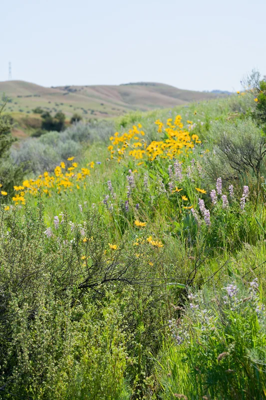 Photo from 2026 Boise Spring album - Image 72