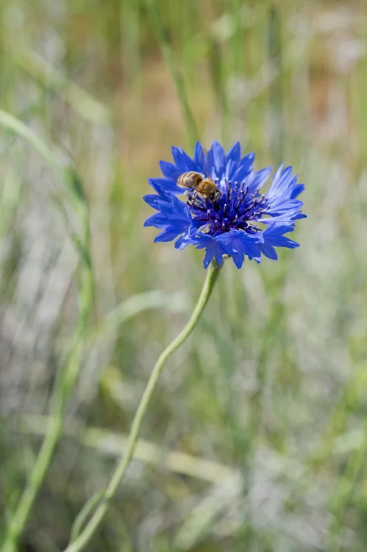 Photo from 2026 Boise Spring album - Image 78