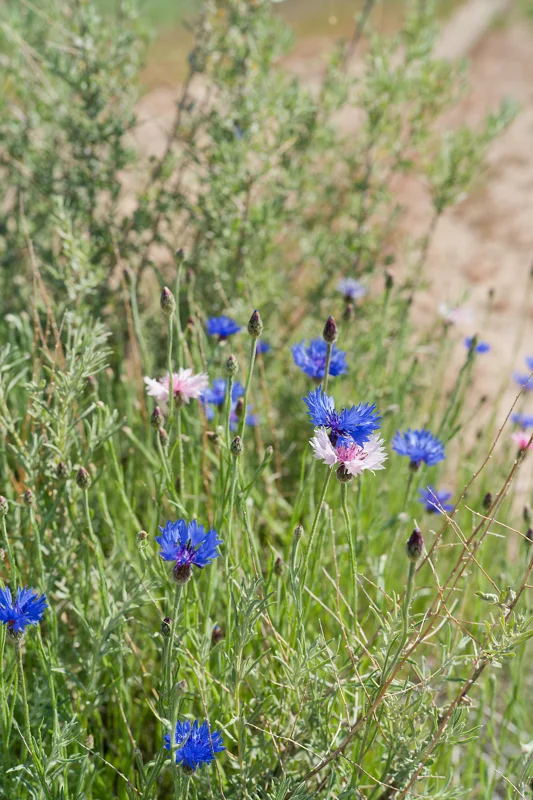 Photo from 2026 Boise Spring album - Image 79