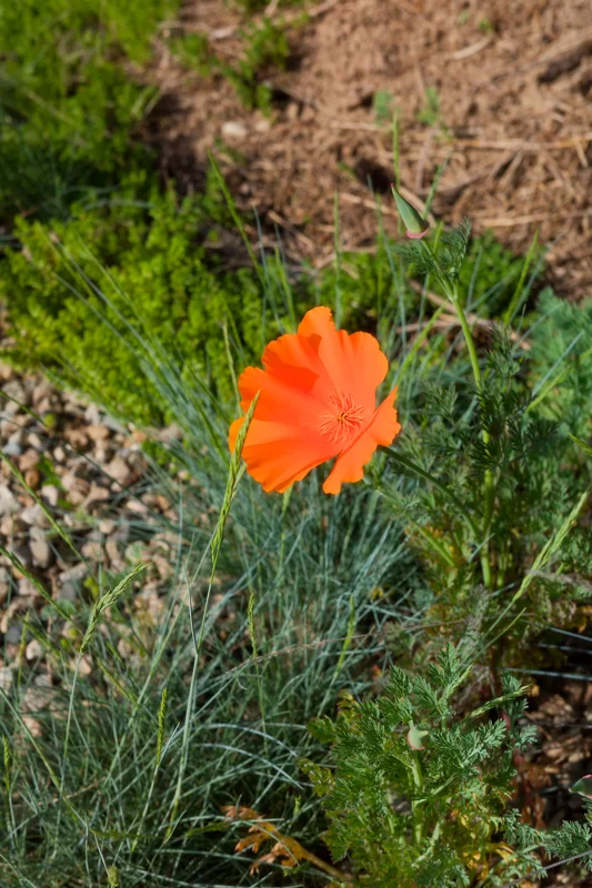 Photo from 2026 Boise Spring album - Image 85