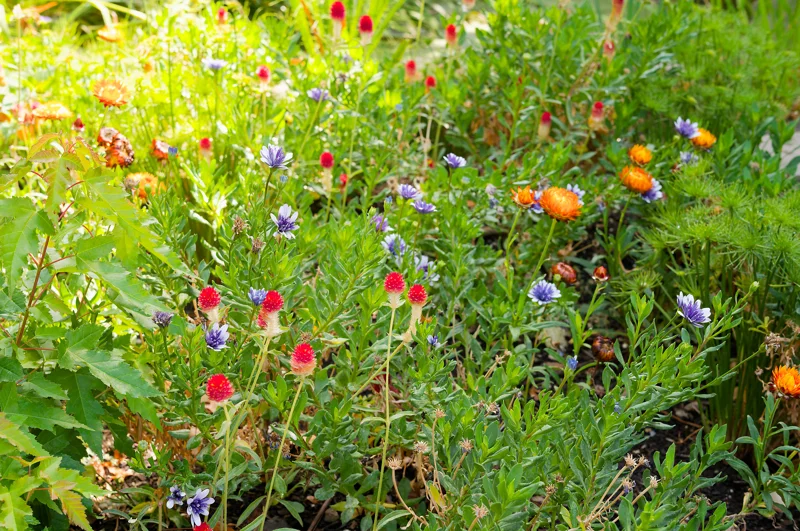 Photo from 2026 Gardens album - Image 17