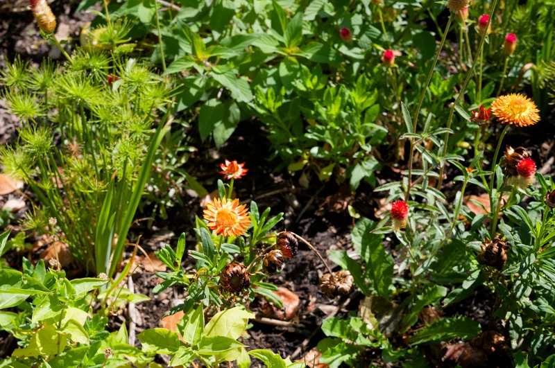 Photo from 2026 Gardens album - Image 18