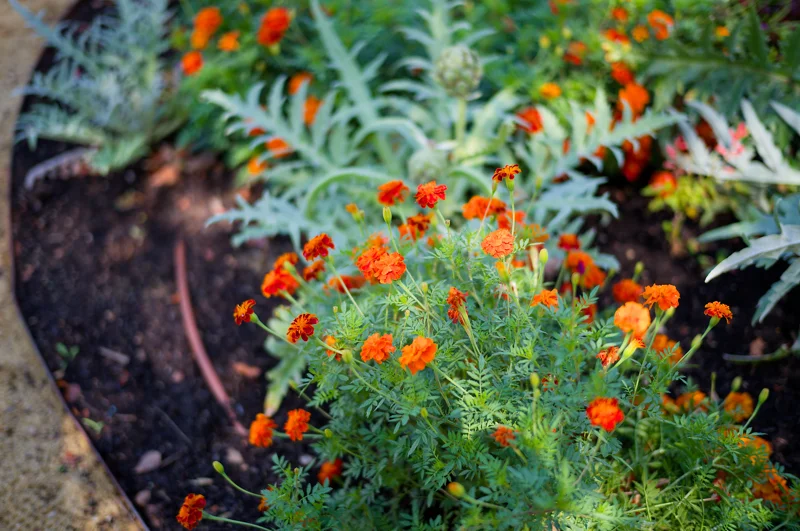 Photo from 2026 Gardens album - Image 31