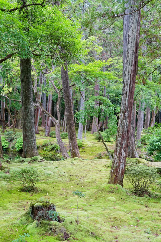 Photo from 2026 Kyoto album - Image 10