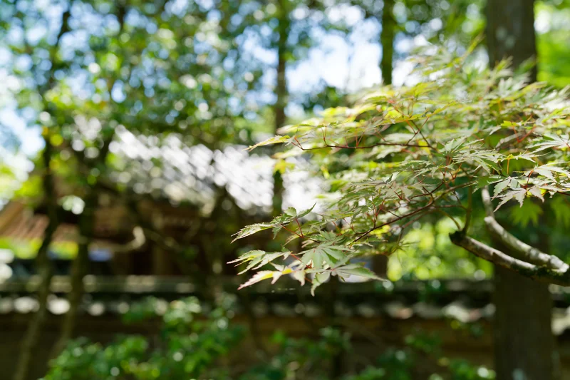 Photo from 2026 Kyoto album - Image 15