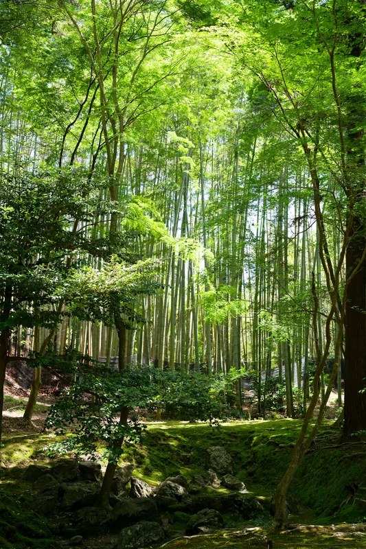 Photo from 2026 Kyoto album - Image 20