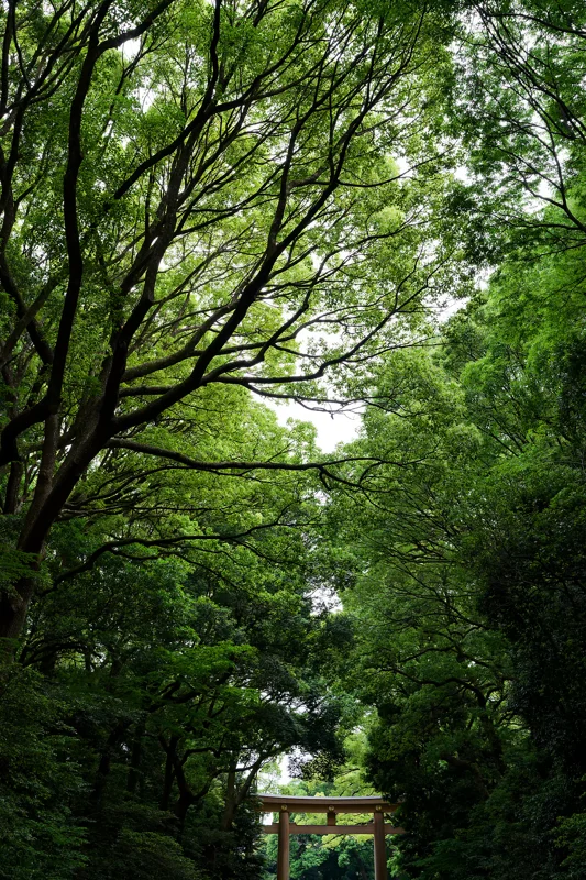 Photo from 2026 Tokyo album - Image 21