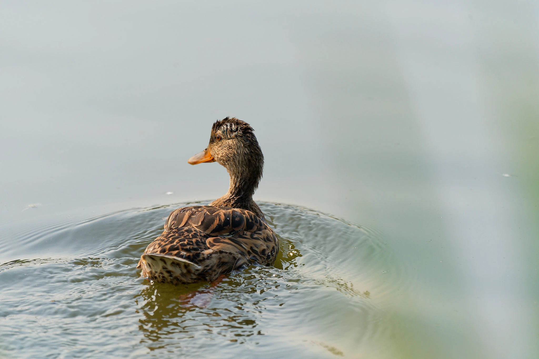 Featured photography by Joshua Powers - Image 5